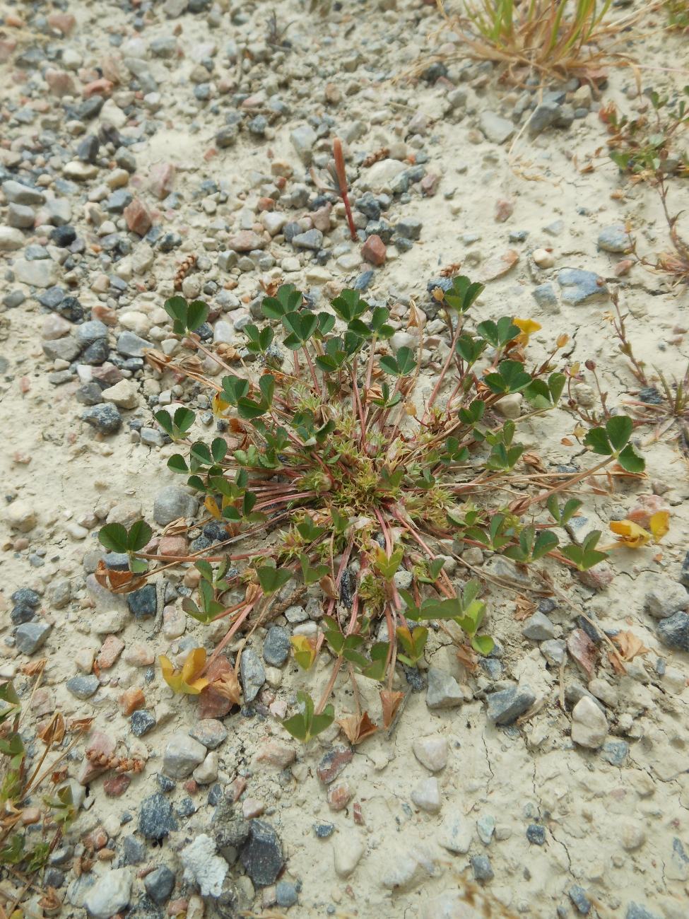 Trifolium suffocatum L. / Trifoglio soffocato